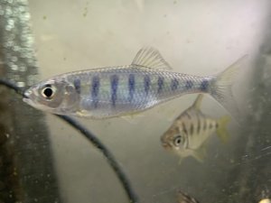 画像1: Wild バリリウス バルナ (Opsarius barna) "インド便" (1)