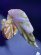 画像2: Begonia sp. "雪の宿" Lampung sumatera【LA0217-01】 (2)