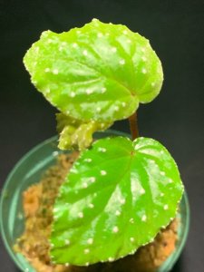 画像1: ベゴニア sp.西スマトラ　Begonia sp. " West Sumatra " (1)