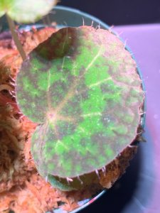 画像1: ベゴニア シゼモレアエ【Begonia sizemoreae】 (1)