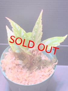 画像1: ベゴニア タイワニアナ【Begonia taiwaniana】 (1)