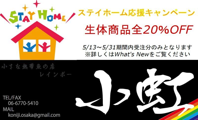 大阪熱帯魚通販 小型熱帯魚 専門店 スネークヘッド ワイルドベタ チェコ便 カダヤシ 卵胎生 Xiphophorus Gambusia Aph Notho Diapteron 小さな 熱帯魚の店レインボー 小虹 全国通販可