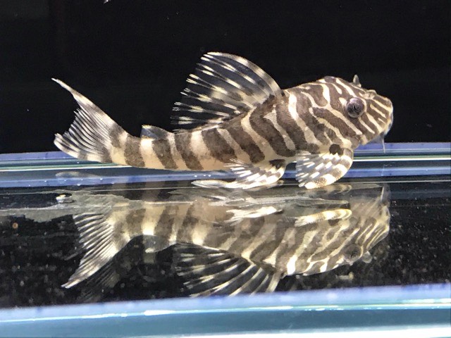 Wild クイーンインペリアルタイガープレコ Tapajos No 2 コリドラス プレコ ナマズ Catfishs プレコ ペコルティア Pleco 小さな熱帯魚の店 レインボー 熱帯魚 通販 大阪の熱帯魚通販店小さな熱帯魚の店 レインボー レインボウ です レア卵生メダカ 珍