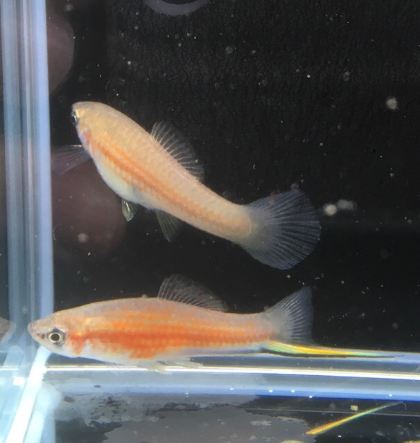 キシフォフォルス アルバレジィ Xiphophorus Alvarezi Rio Dolores Mlペア メダカ カダヤシ Killifishes Livebearers 原種 卵胎生メダカ Livebearers 小さな熱帯魚の店 レインボー 熱帯魚 通販 大阪の熱帯魚 通販店小さな熱帯魚の店 レインボー