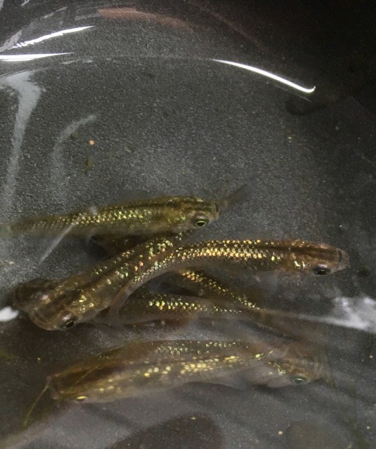 上物 琥珀 スーパーラメ 日本めだか メダカ 日本めだか Japanese Ricefish 変わりめだか Japanese Ricefishes 小さな熱帯魚の店 レインボー 熱帯魚 通販 大阪の熱帯魚通販店小さな熱帯魚の店 レインボー レインボウ です レア卵生メダカ 珍カラ レア卵胎生