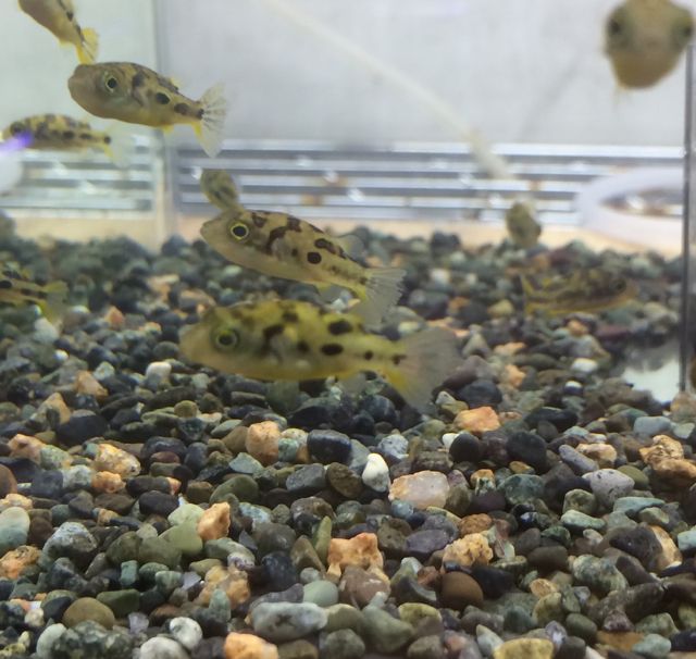 Wild アベニーパファ インド便 淡水フグ エビ 貝 淡水フグ Puffer Fish 小さな熱帯魚の店 レインボー 熱帯魚 通販 大阪の熱帯魚通販店小さな熱帯魚の店 レインボー レインボウ です レア卵生メダカ 珍カラ レア卵胎生メダカ キシフォフォルス プレコ 全国