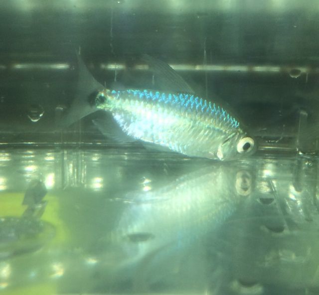 Wild ブルーダイヤモンドコンゴテトラ ナイジェリア便 ペア カラシン Characins アフリカンカラシン African Charasins 小さな熱帯魚の店 レインボー 熱帯魚 通販 大阪の熱帯魚通販店小さな熱帯魚の店 レインボー レインボウ です レア卵生メダカ 珍カラ